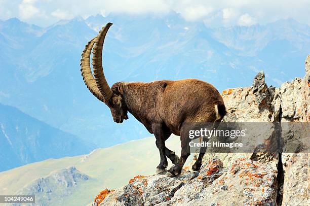 male ibex in the vanoise national park - vanoise national park stock pictures, royalty-free photos & images
