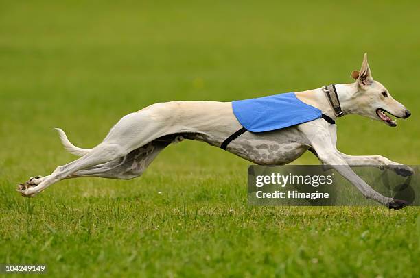 greyhound lure schießen - greyhound hunderasse stock-fotos und bilder