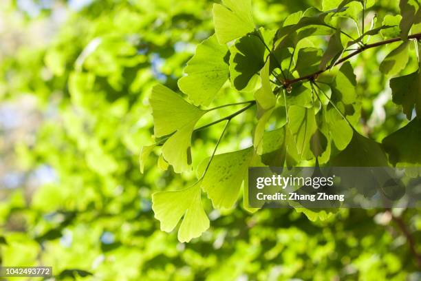 green ginkgo leaves in summer - ginkgo tree - fotografias e filmes do acervo