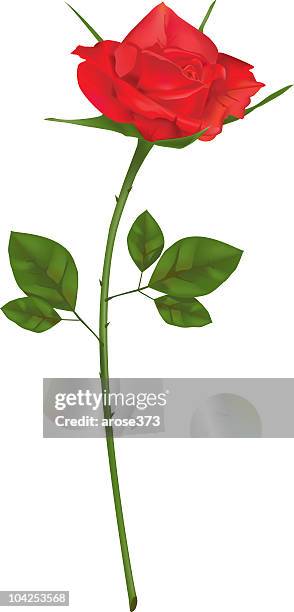 single red rose - smelling roses stock illustrations