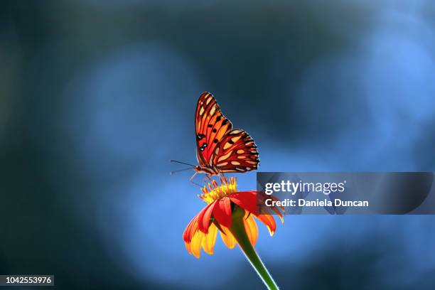passion butterfly - ett djur bildbanksfoton och bilder