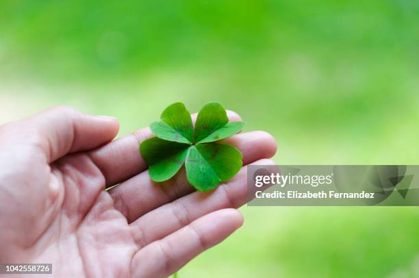 woman's hand holding four leaf clover - blessed stock-fotos und bilder