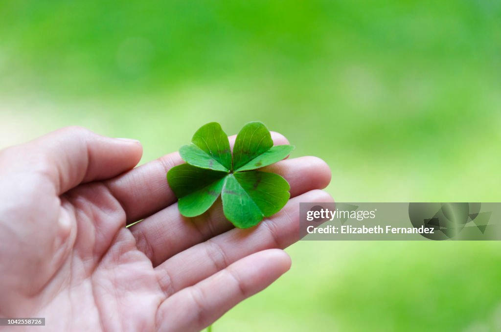 Woman's hand holding four leaf clover