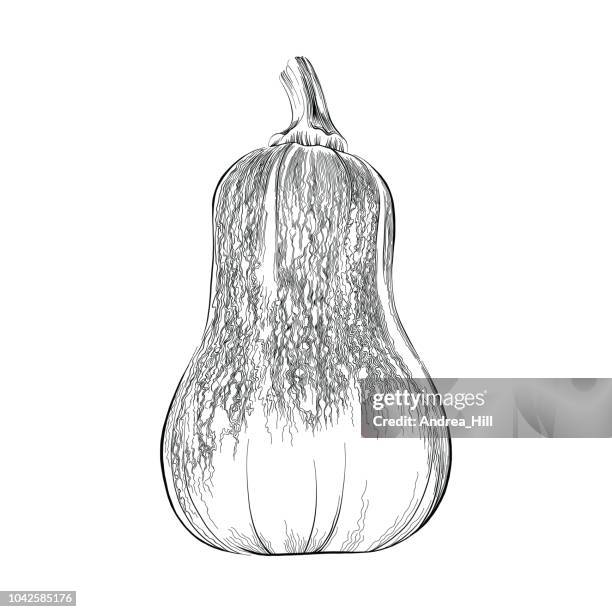 butternut or honeynut squash sketch vector illustration - squash vegetable stock illustrations