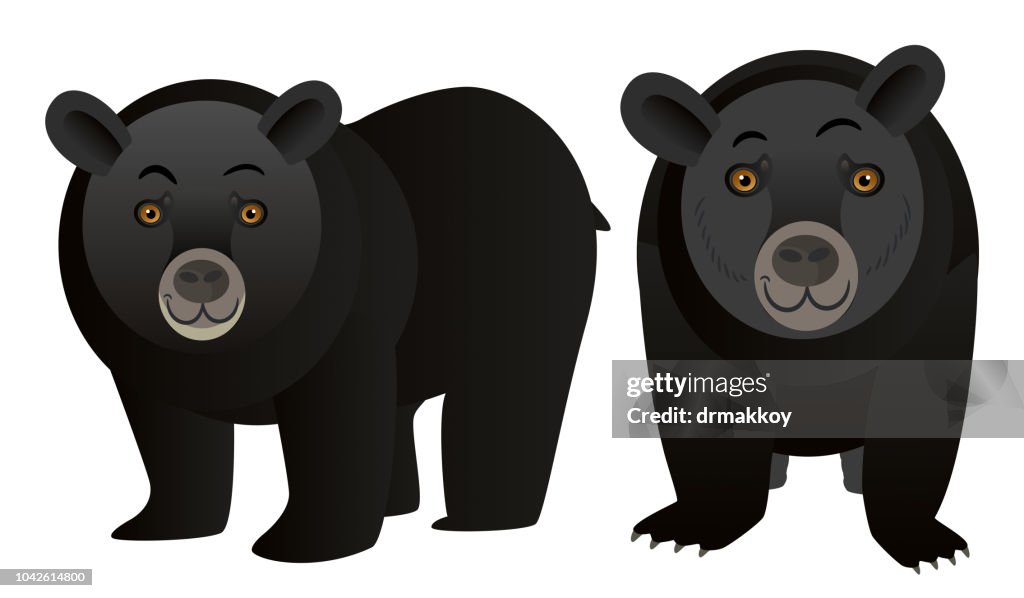 Black Bear