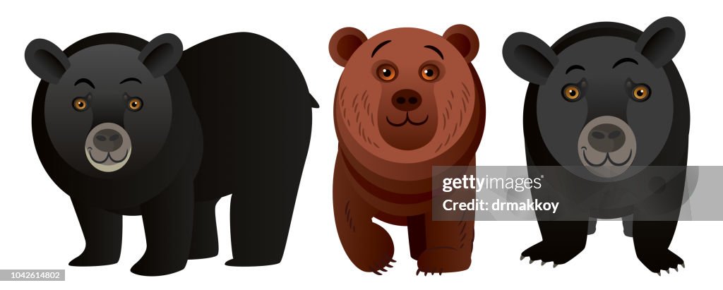 Louisiana Black Bear