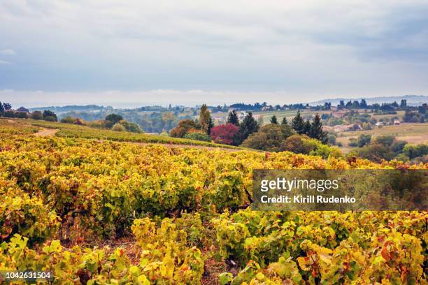 vineyards of beaujolais wine region, france - rhone stock-fotos und bilder
