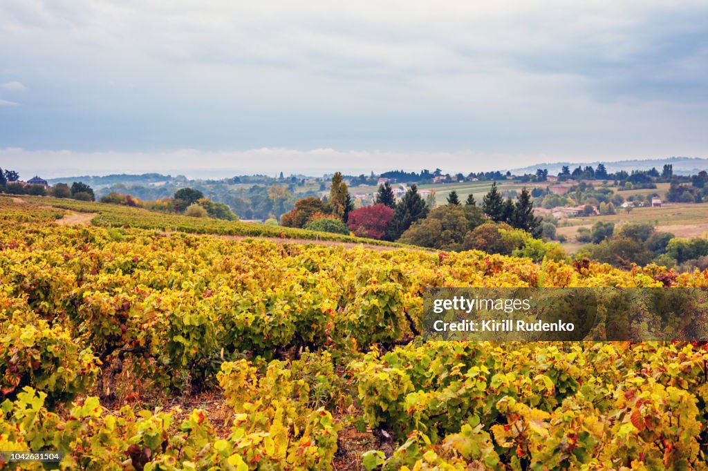 Vineyards of Beaujolais wine region, France