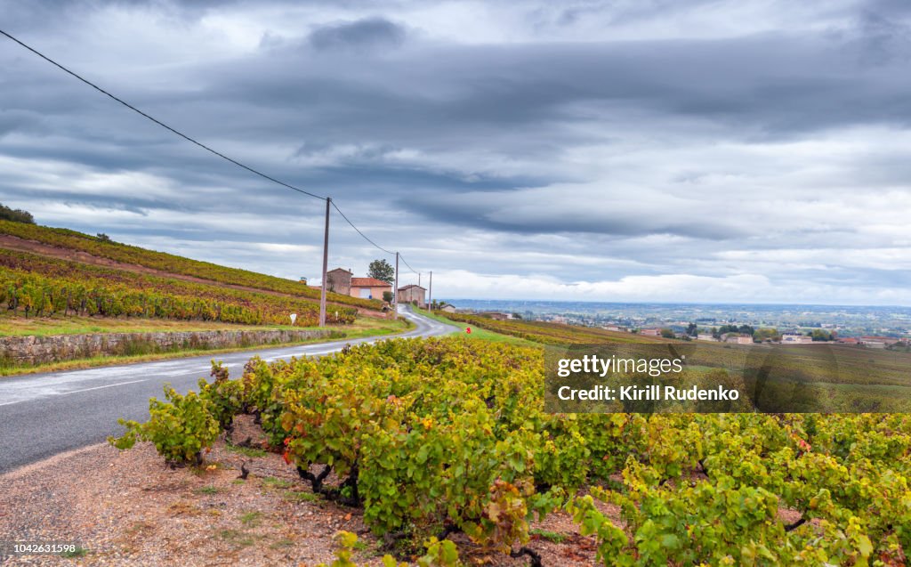Vineyards of Beaujolais wine region, France