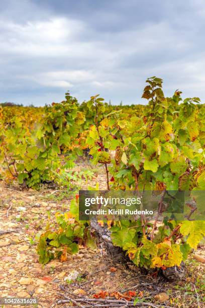 an old gamay grape vine in beaujolais region of france - rhone stock pictures, royalty-free photos & images