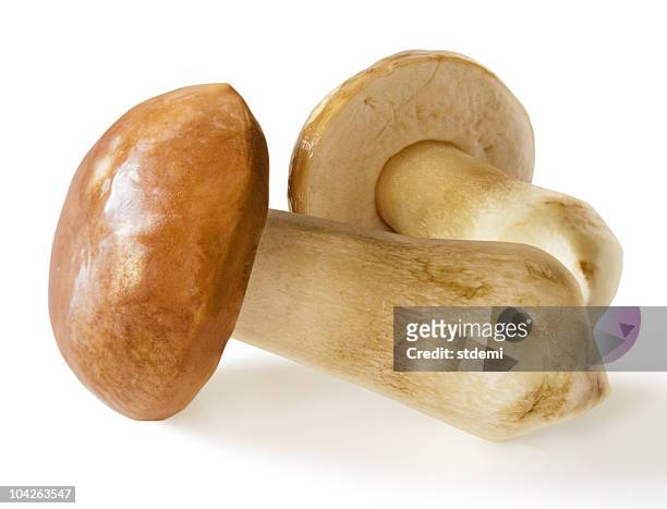 forest mushrooms - white mushroom stockfoto's en -beelden