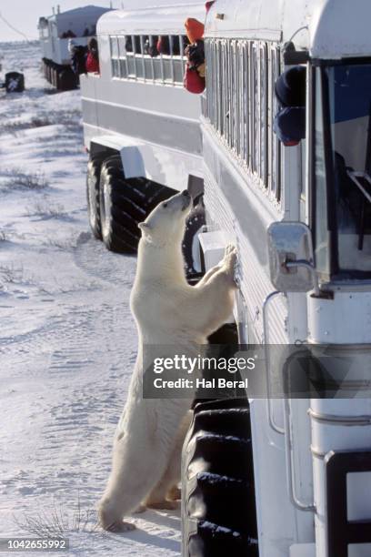 polar bear rearing up at tundra buggy - tundra buggy foto e immagini stock