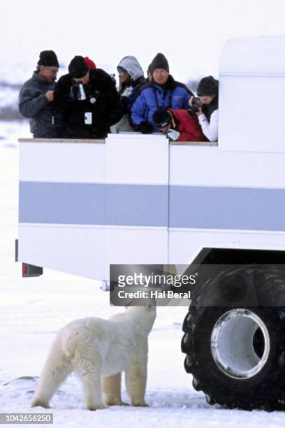 viewing polar bear from a tundra buggy - tundra buggy stock pictures, royalty-free photos & images