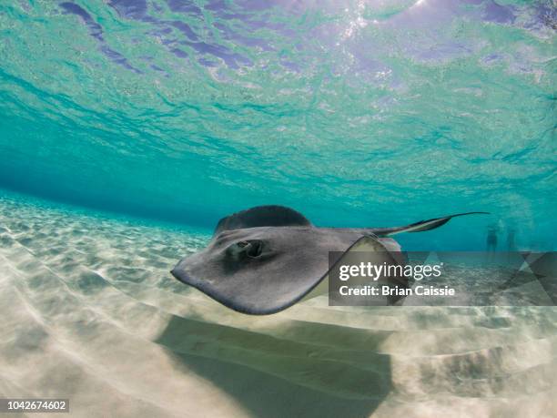 stingray swimming underwater, stingray city, grand cayman, cayman islands - stingray fotografías e imágenes de stock