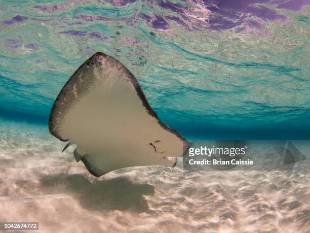 stingray swimming underwater, stingray city, grand cayman, cayman islands - grand cayman islands foto e immagini stock