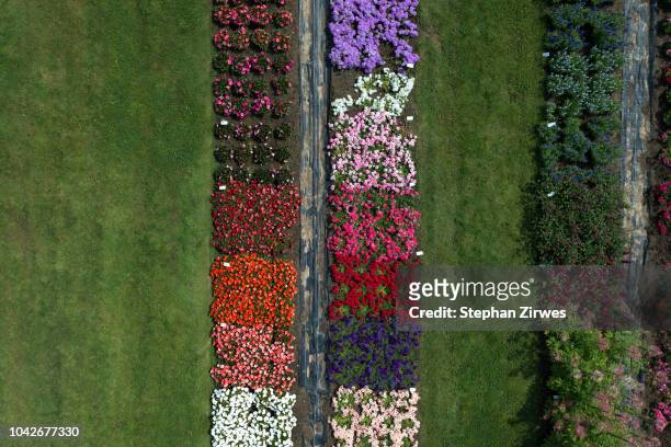 aerial view experimental flower crops, hohenheim, baden-wuerttemberg, germany - blüten von oben stock-fotos und bilder