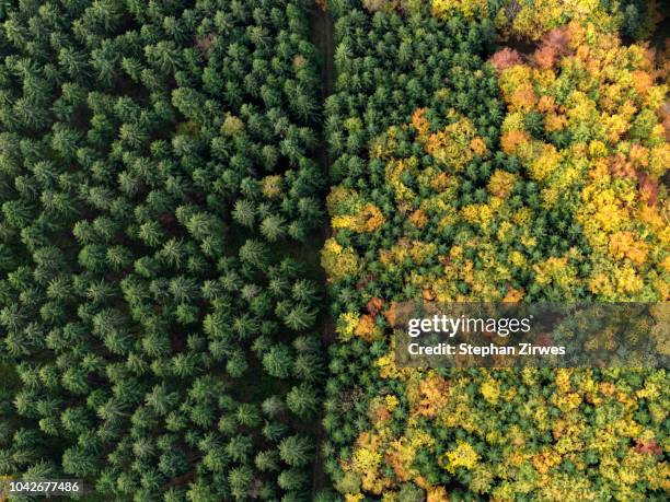 aerial view green treetops turning color in autumn, donaueschingen, baden-wuerttemberg, germany - change stock-fotos und bilder