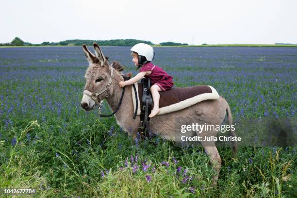 girl wearing helmet, riding donkey in rural field with flowers - donkey stock-fotos und bilder