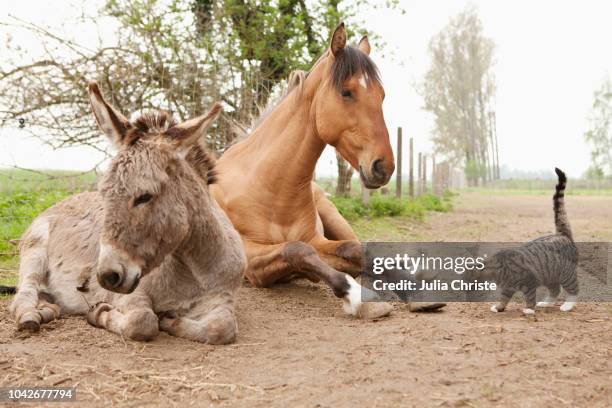 cat, donkey and horse on rural dirt road - donkey stock pictures, royalty-free photos & images