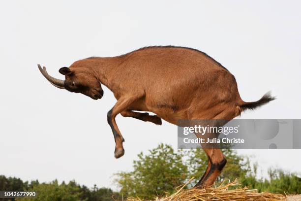 playful chamois rearing up - rearing up stockfoto's en -beelden