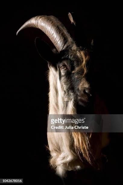 portrait bearded goat on black background - black goat stock pictures, royalty-free photos & images