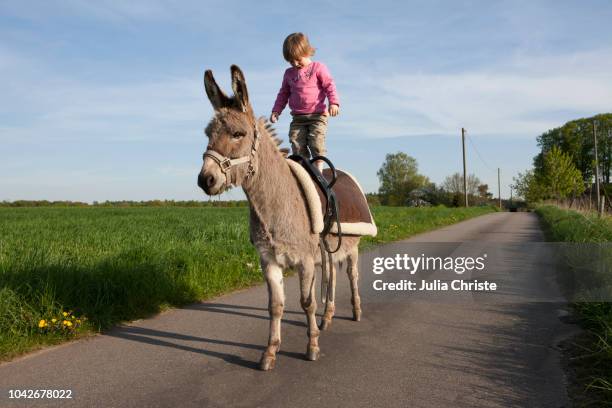 girl standing on donkey on rural road - estel day stock-fotos und bilder