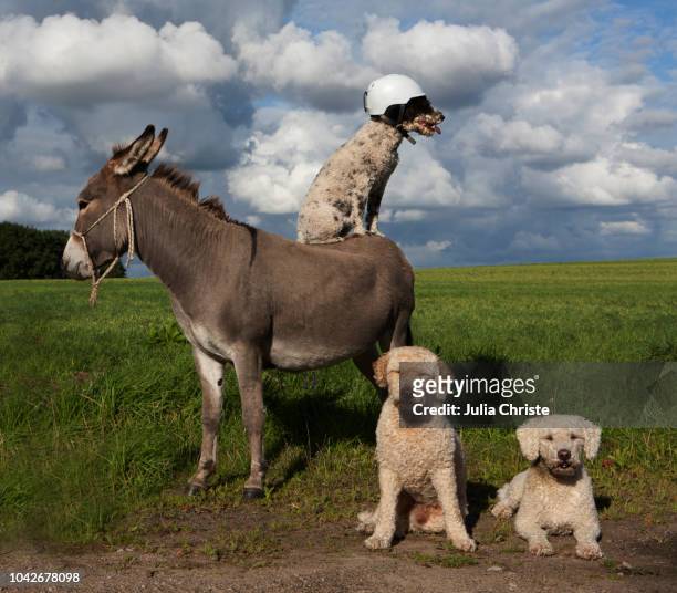 dog wearing helmet on donkey in rural field - nutztier oder haustier stock-fotos und bilder