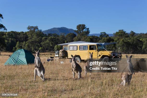 kangaroos in sunny field near campsite - camping new south wales stock pictures, royalty-free photos & images