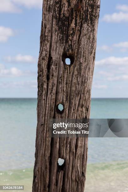 holes in driftwood post on beach - bois flotté photos et images de collection