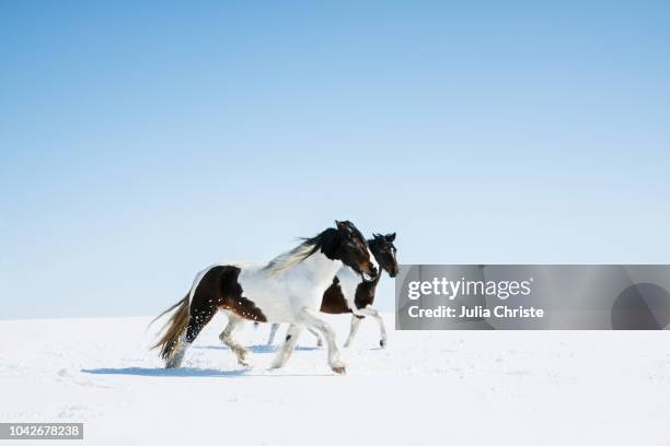 horses running in snowy field - majestic horse stock pictures, royalty-free photos & images