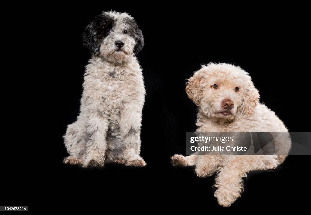 Studio shot dogs on black background
