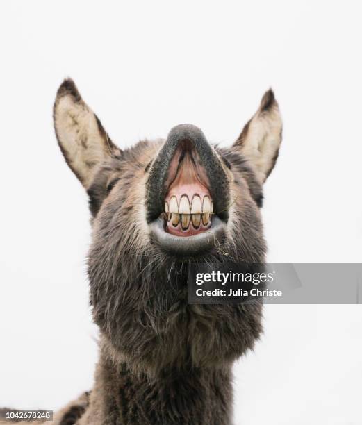 playful donkey showing teeth - estel day stock-fotos und bilder