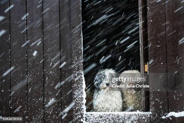 portrait dogs watching snow from barn window - weather improve in kashmir after two days of snowfall stockfoto's en -beelden