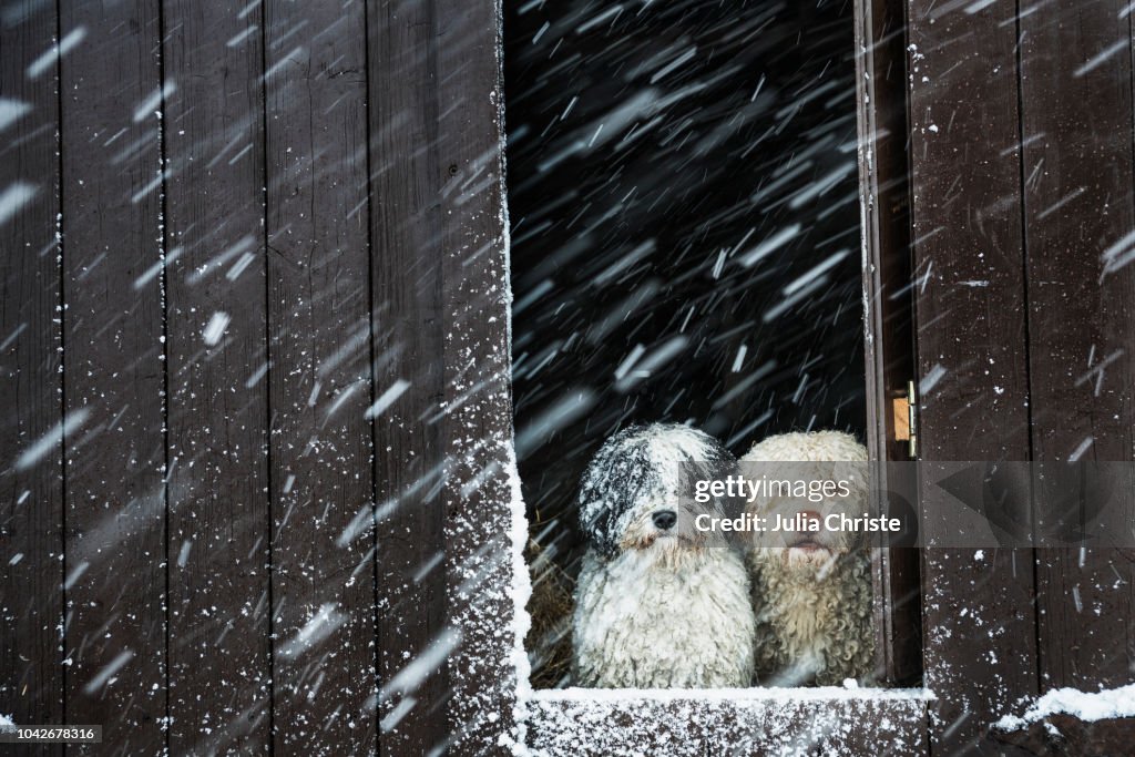 Portrait dogs watching snow from barn window