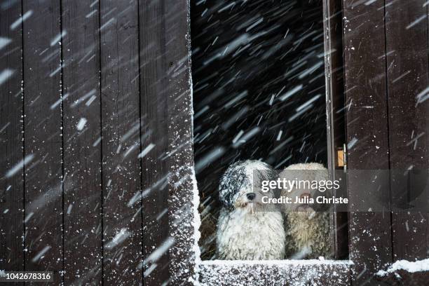 portrait dogs watching snow from barn window - comportamento animale - fotografias e filmes do acervo