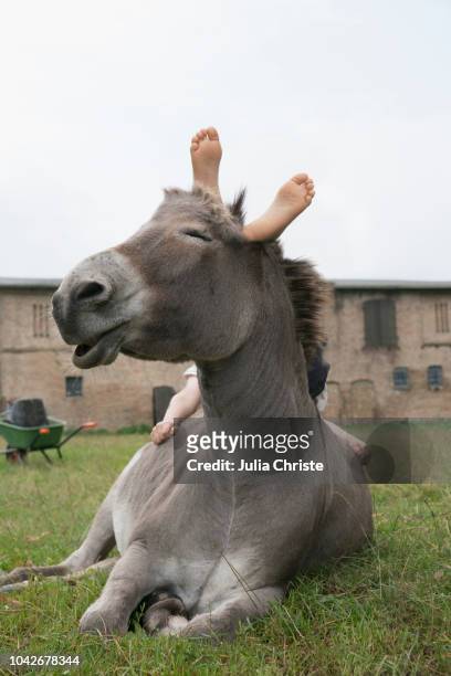 girl laying on donkey - mecklenburg vorpommern stock-fotos und bilder