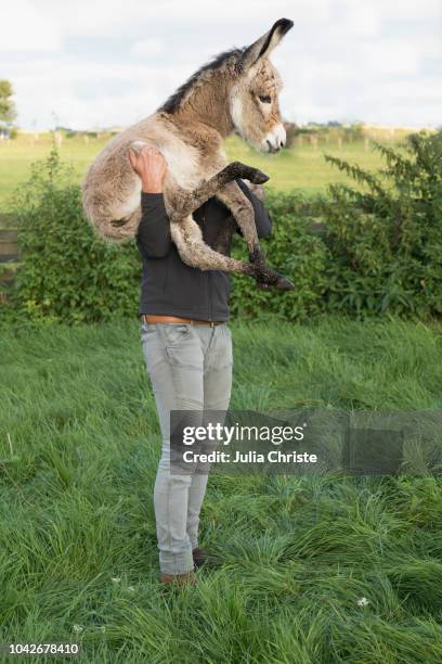 1,011 Funny Donkey Photos and Premium High Res Pictures - Getty Images 1,011 Funny Donkey Photos and Premium High Res Pictures - Getty Images
