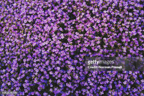full frame vibrant purple violet flowers - flor silvestre fotografías e imágenes de stock