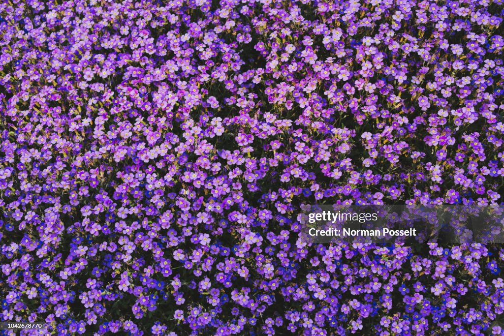 Full frame vibrant purple violet flowers