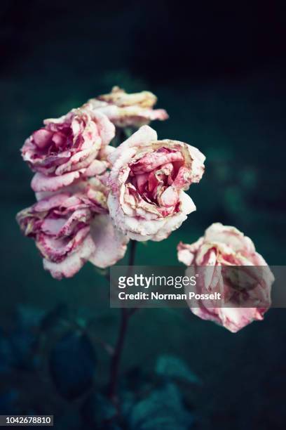 pink roses decaying in garden - fiori appassiti foto e immagini stock