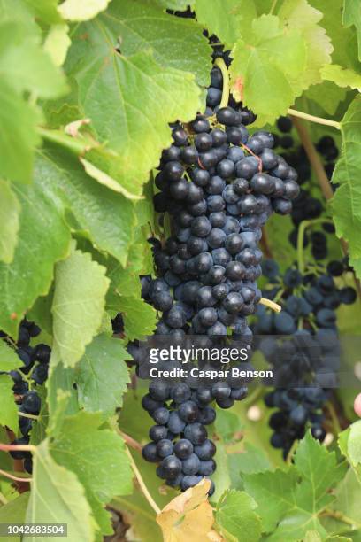 close up red grape bunch growing on grapevine - australia winery stock pictures, royalty-free photos & images