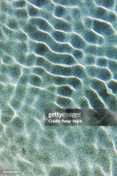 tranquil blue swimming pool reflection - palm springs californie stockfoto's en -beelden