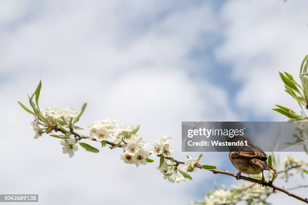 bird on a branch of a tree - mus stockfoto's en -beelden