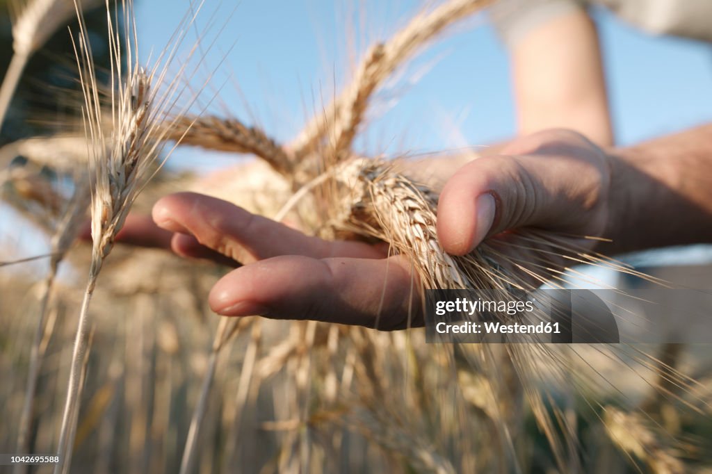 Man's hands holding wheat ears