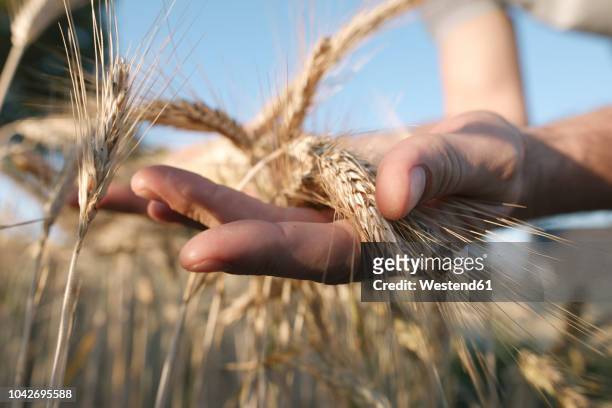 man's hands holding wheat ears - veteax bildbanksfoton och bilder