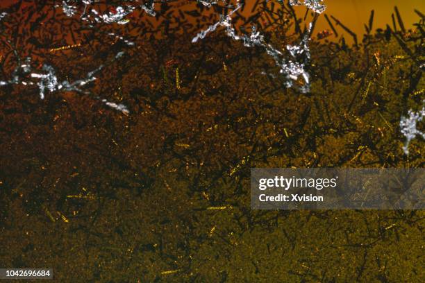 Microscopic Rust Photos and Premium High Res Pictures - Getty Images