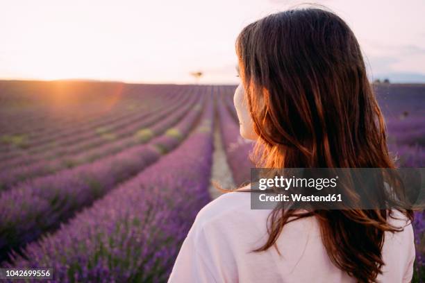 france, valensole, back view of woman in front of lavender field at sunset - brunette woman back stockfoto's en -beelden