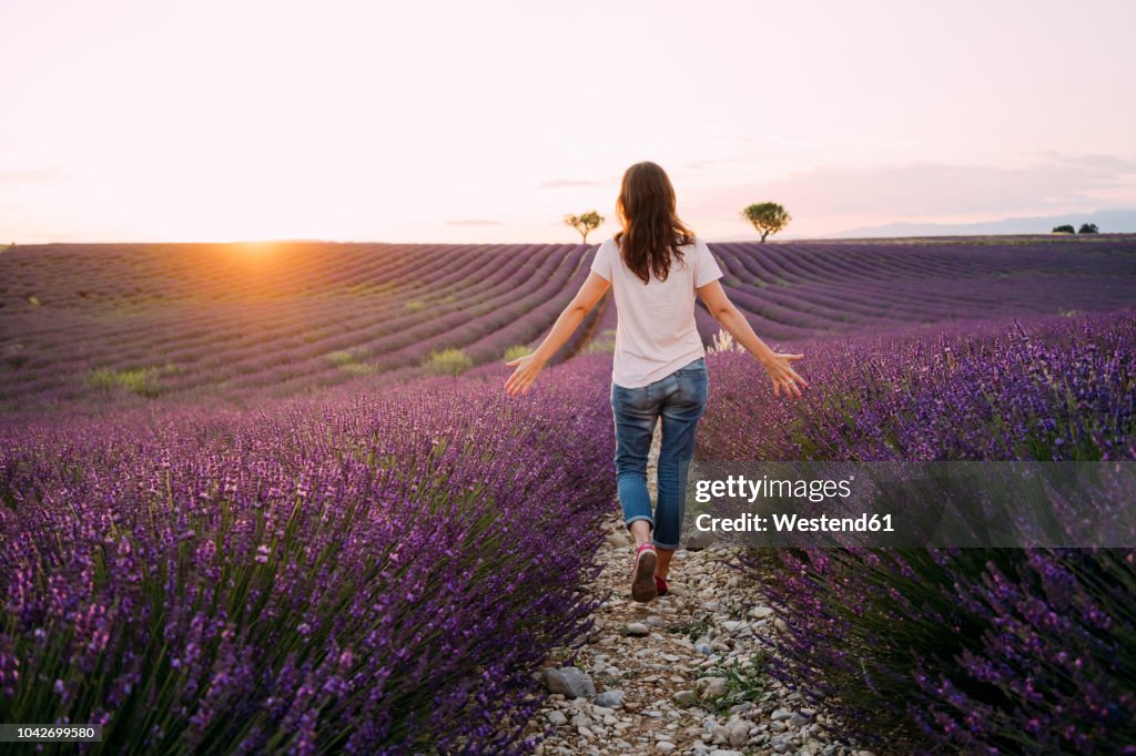 France, Valensole, back view of woman walking between blossoms of lavender field at sunset