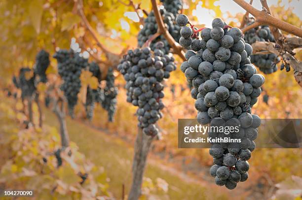 autumn grapes - merlot stock pictures, royalty-free photos & images