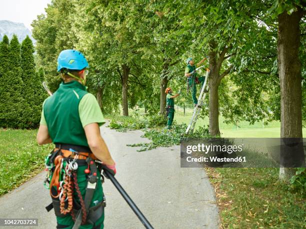 Tree Pruning Ladder Photos and Premium High Res Pictures - Getty Images